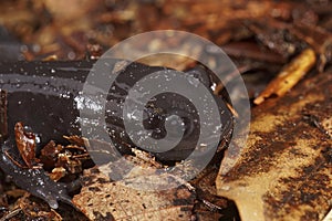 Closeup on a dark and rare Japanese endemic Ishizuchi streamside