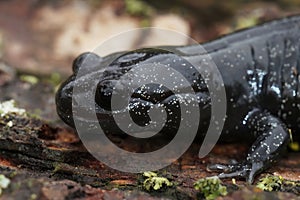 Closeup on a dark and rare Japanese endemic Ishizuchi streamside salamander , Hynobius hirosei