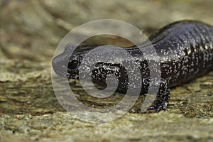 Closeup on a dark and rare Japanese Ishizuchi endemic streamside salamander , Hynobius hirosei on wood