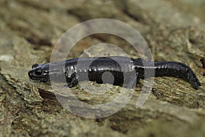 Closeup on a dark and rare Japanese Ishizuchi endemic streamside salamander , Hynobius hirosei on wood