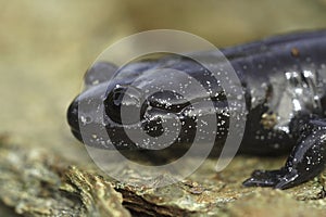 Closeup on a dark and rare Japanese Ishizuchi endemic streamside salamander , Hynobius hirosei on wood