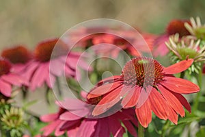 Closeup on a dark red Echinacea blossom (Echinacea purpurea).