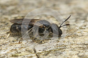 Closeup on a dark small Mediterranean furrow bee, Lasioglossum , on a peice of wood photo