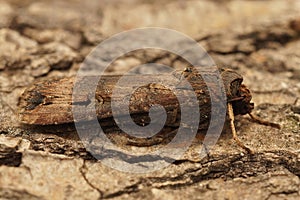 Closeup of the dark sword-grass moth,Agrotis ipsilon