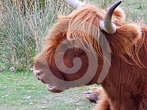 Closeup of a Dartmoor Highland Cow bellowing.