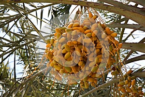 Closeup of Dates cluster