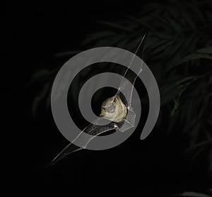 Closeup of Daubenton's Bat in flight at night with outstretched wings