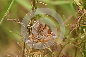 Closeup the day active brown burnet companion moth , Euclidia glyphica in the vegetation