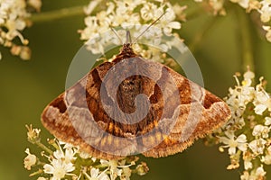 Closeup on a day-active brown Burnet companion moth, Euclidia glyphica, on a white flower