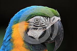 Closeup de un Guacamayo - Foz do Iguazu - Brasil