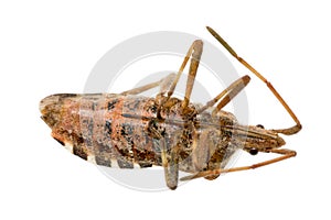 Closeup of a dead brown bug cockroach isolated