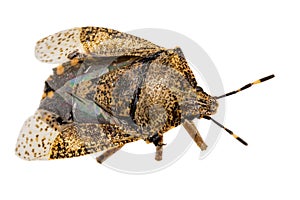 Closeup of a dead brown bug cockroach isolated