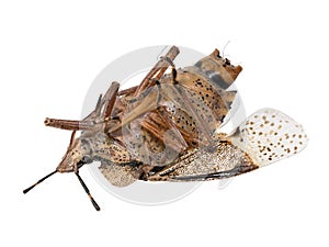 Closeup of a dead brown bug cockroach isolated