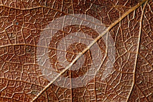 Closeup of dead leaf showing the venation pattern