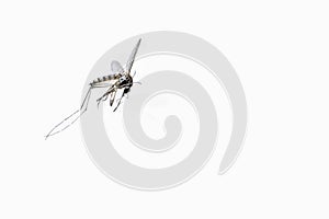 Closeup dead tiger mosquito isolated on white background