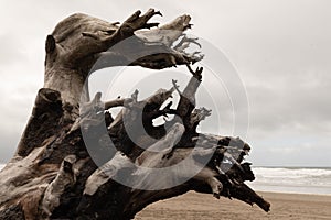 Closeup of a dead tree on Pacific City Beach, Cloverdale, Oregon, USA