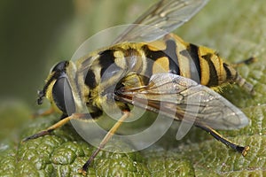 Closeup on a Deadhead hoverfly, Myathropa florea , sitting on a green leaf in the field