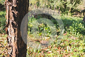 Closeup of a debarked tree with spider webs inside and green grass in the background photo