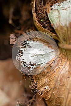 Closeup of Decaying Leaf Texture in the Forest