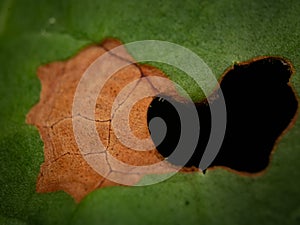 Closeup of a decaying leaf texture with a hole