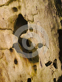 Closeup of decaying wood