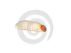 White Hylobius beetle larvae wood decomposer photo