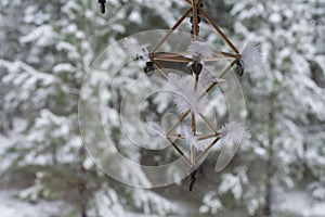 Closeup of decoration for Christmas with himmeli - latvian solstice made of reeds