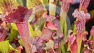 Closeup of a deep cavity pitfall traps of Sarracenia leucophylla. Bizarre almost alien-looking insect and flycatcher plant