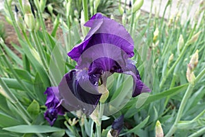 Closeup of deep purple flower of Iris germanica