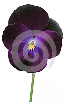 Closeup of a Deep-Purple Viola with a White Background