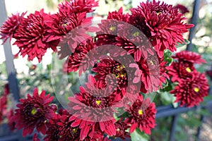 Closeup of deep red flowers of Chrysanthemum