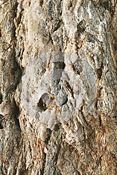 Closeup of a deeply fissured stone