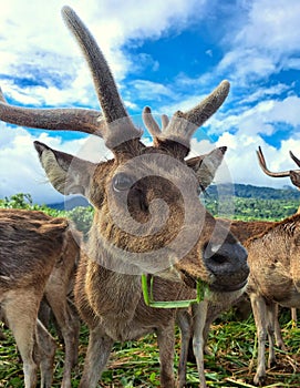 Closeup of a deer with antlers grazing and eating green forage at Ocampo Deer farm in Camarines Sur, Philippines.