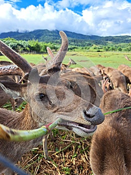 Closeup of a deer with antlers grazing and eating green forage at Ocampo Deer farm in Camarines Sur, Philippines.