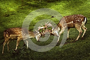 Closeup of Deer Fight