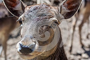 Closeup of a Deer head