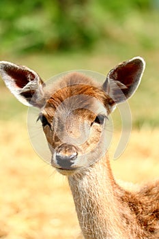 Closeup of a deer head