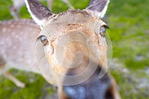 Closeup of a deer looking in the lens
