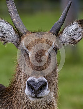 Closeup of deer's face and majestic antlers.
