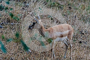 Closeup of a deer surrounded with dried brown grasses at a farm