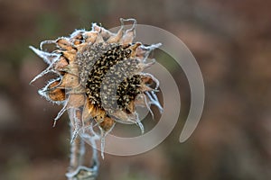 Closeup of deflorate, withered sunflower