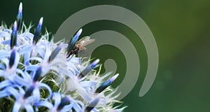Closeup of a delia antiqua fly feeding of blue globe thistle flower in private or secluded home garden. Textured detail