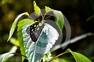 Closeup of delias pasithoe butterfly, the redbase jezebel butterfly from the family pieridae sitting on the green leaves photo