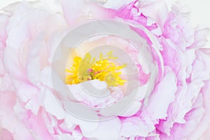 A closeup of delicate Peony petals and stamen.