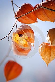 Closeup of delicate physalis flowers cracked and withered