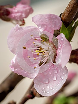 Closeup of a Delicate Pink Blossom on a Spring Tree