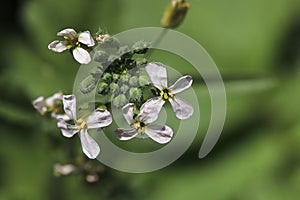 Closeup of delicate radish flowers in bloom