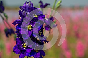 Closeup of delphiniums flowers  in field at Wick, Pershore, Worcestershire, UK-94.NEF