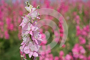 Closeup of delphiniums flowers  in field at Wick, Pershore, Worcestershire, UK-94.NEF