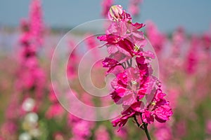 Closeup of delphiniums flowers  in field at Wick, Pershore, Worcestershire, UK-94.NEF